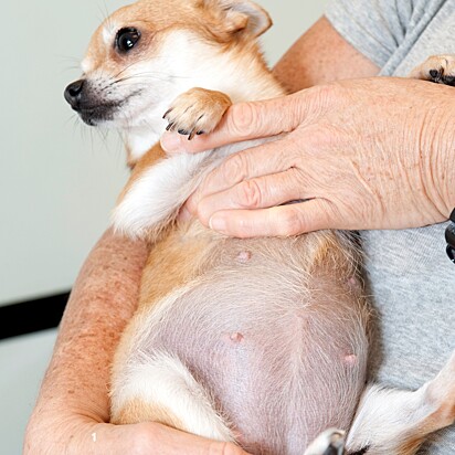 A cachorrinha ficou grávida depois que um vira-lata de três pernas invadiu o quintal de sua casa.