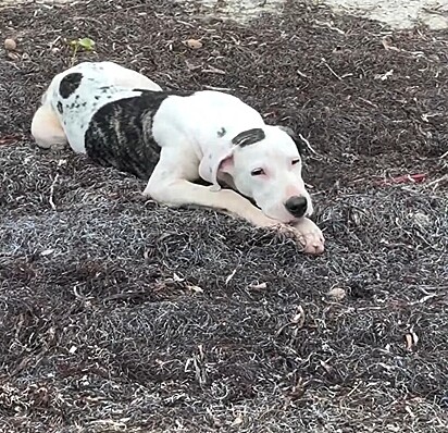 Eddie encontrou a cachorrinha vagando pela praia.