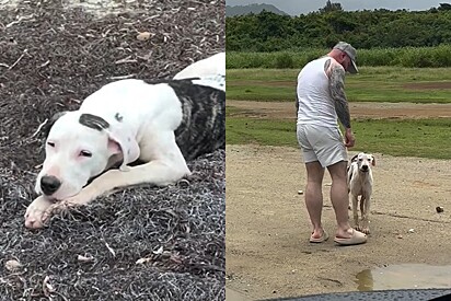 Homem de férias vê cachorrinha precisando de ajuda e acaba encontrando o coração mais puro.