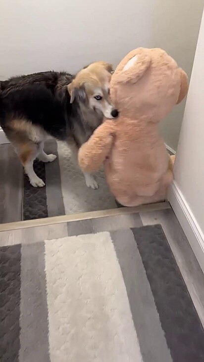 O cachorro conseguiu levar o urso para o andar de cima.