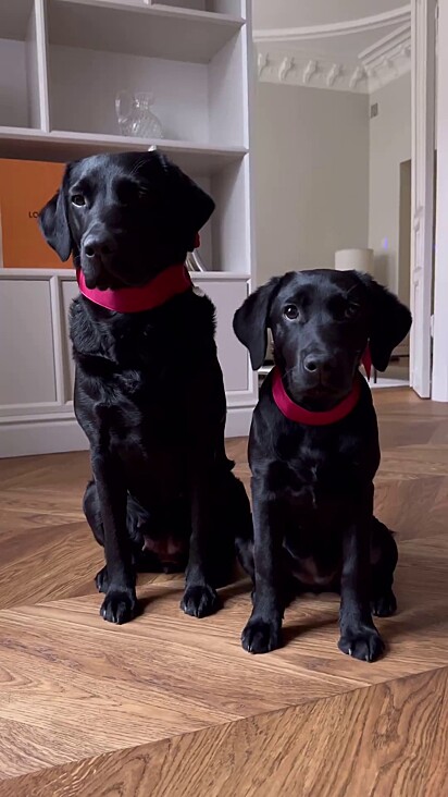 A cachorrinha foi adotada pela família.