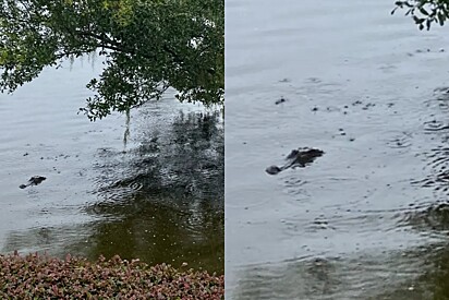 Mulher olha para seu quintal inundado e vê uma cabeça se aproximando dela.