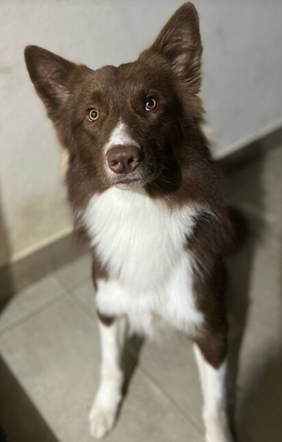 Koda, um border collie.