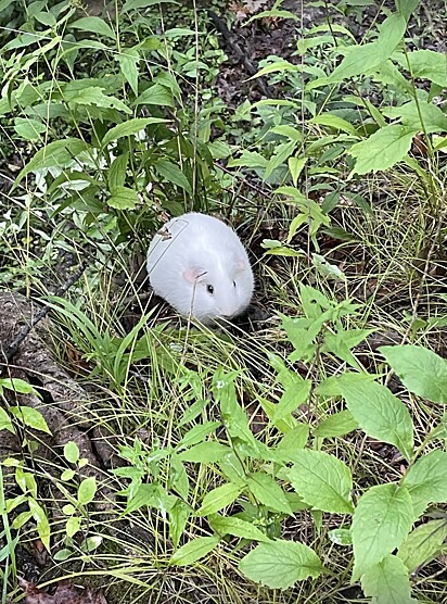 O animal que o casal encontrou era um porquinho-da-índia branco.