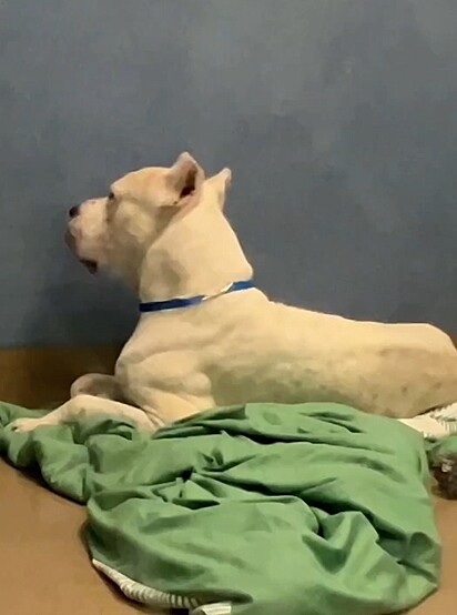 O dogo argentino estava muito triste por ter sido devolvido para o abrigo.