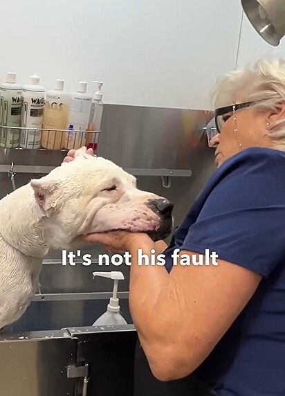 A diretora do abrigo tentou animar o cão com um banho revigorante.