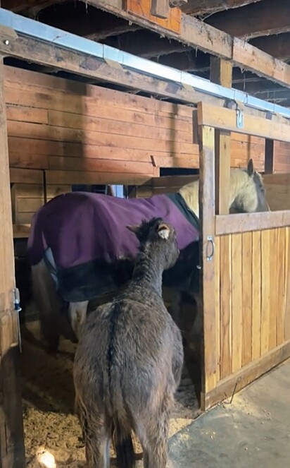 Todas as manhãs o burrinho guia a égua até o pátio.