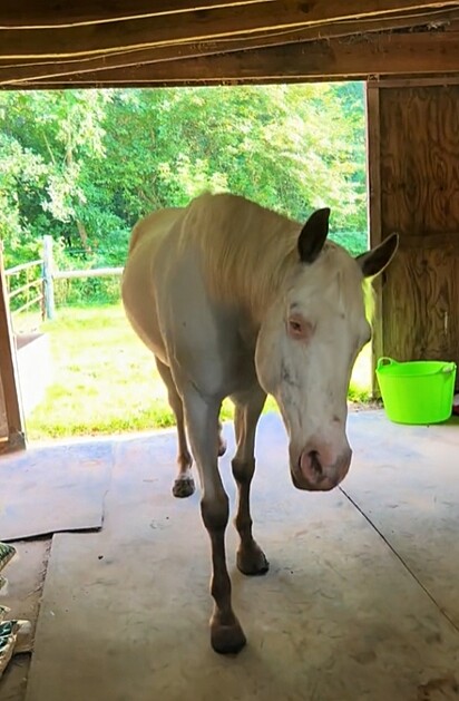 Luna, uma égua branca da raça Appaloosa.