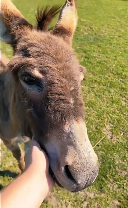 Petey, um burrinho alegre de um ano.