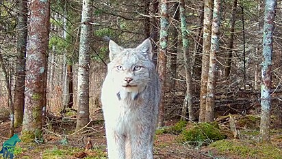 O animal foi encontrado em uma floresta no norte de Minnesota, Estados Unidos.