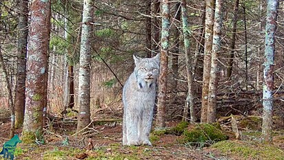 Um animal deslumbrante e raro: um Lince-do-canadá.