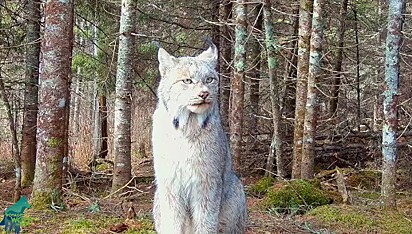 Câmeras colocas em uma trilha registraram a passagem do animal.