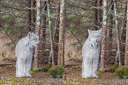 Biólogo encontra imagens incríveis de animal raro deslumbrante posando para câmera em floresta