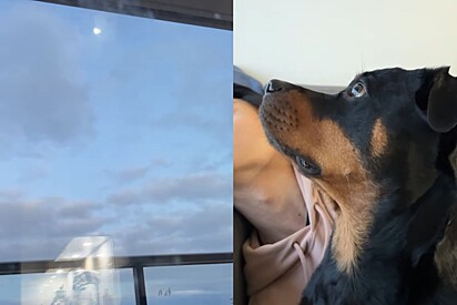 Cadela rottweiler tem fixação com lua e internautas criam campanha para ajudá-la