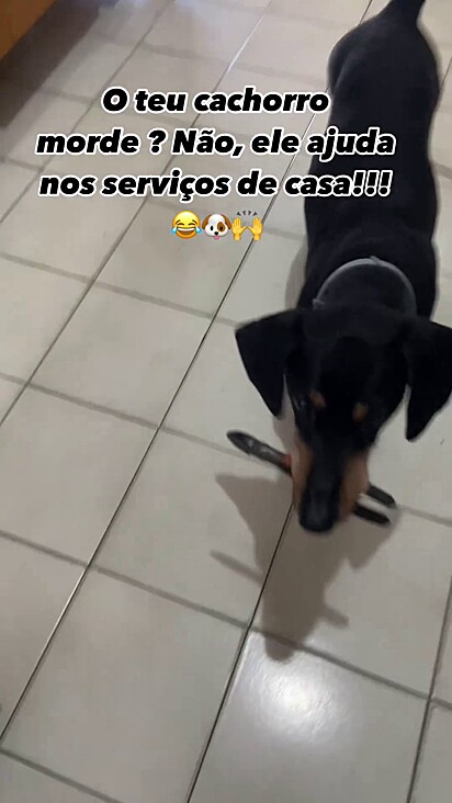 O cão adora ser prestativo.