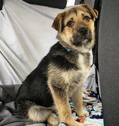 A cachorrinha Heaven teve um passado difícil.