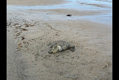 Durante passeio na praia, mulher tropeça em bola de pelos e não percebeu ser um bebê precisando de ajuda.