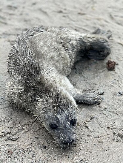 A foca, com apenas poucos dias de vida, foi levada para um santuário.