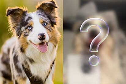 Internauta adota filhote acreditando ser um border collie, mas pet cresce e fica totalmente diferente.