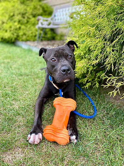 Octavius é um cachorro cheio de amor para dar, em busca da sua família para sempre!