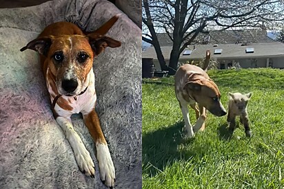 Ovelha rejeitada por sua mãe, prospera graças à amizade com cachorro.