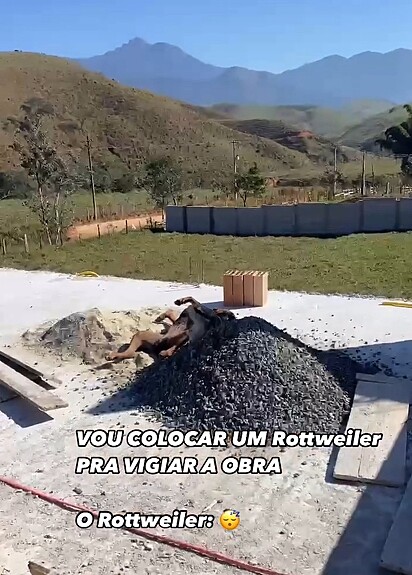 Léo Costa adotou um Rottweiler para vigiar a sua obra.