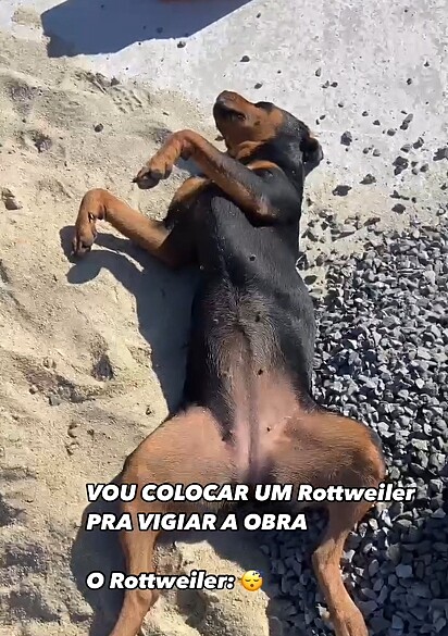 Léo flagrou o Rottweiler dormindo em serviço.