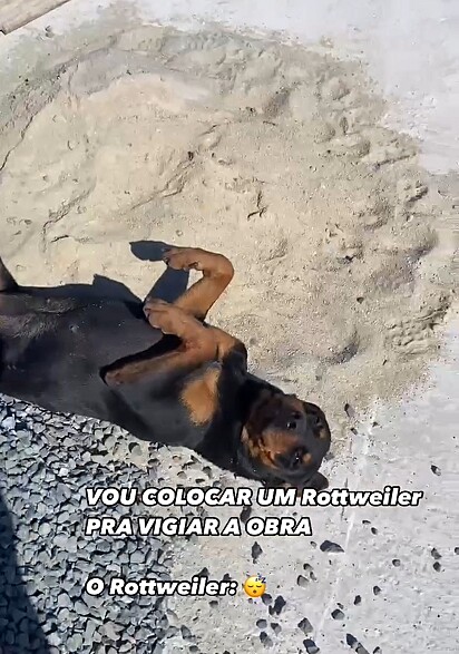 O cão, pleno pegando um solzinho.