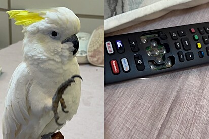 Cacatua Zezé assume a identidade Tadinho da Silva ao ser questionado sobre quem estragou o controle.