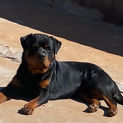 Peter é um cachorro da raça Rottweiler de um ano de idade.