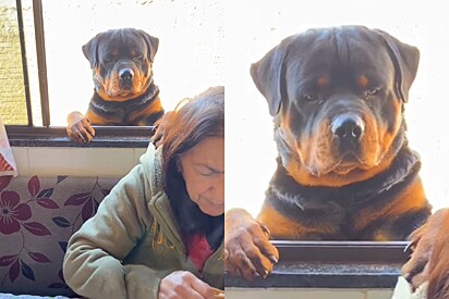 Tutora se recusa a dividir café com cão rottweiler gigante, então ele resolve apelar para outra tática.