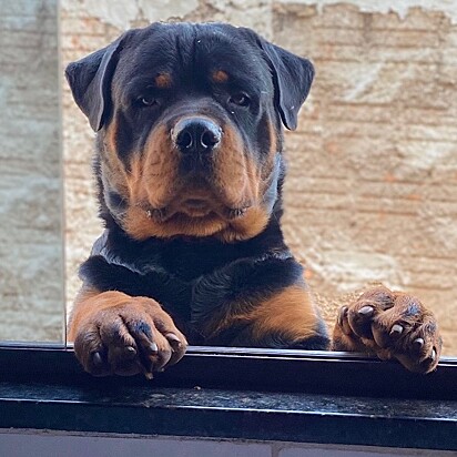 O rottweiler Peter adora quando sua avó divide o café da manhã com ele.