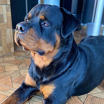 O rottweiler Peter é um cachorro muito amoroso.