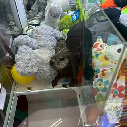 A marmota corria entre os brinquedos.