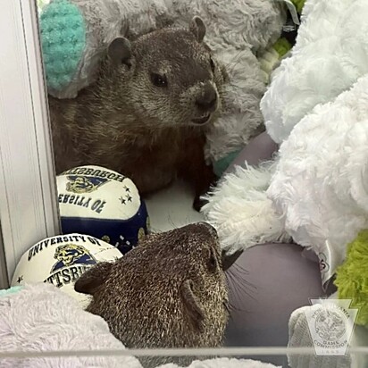 A marmota foi resgatada e liberada em seu habitat natural.