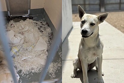 Cachorro redecora seu canil durante a noite e seu rostinho diz tudo: Zero arrependimento.