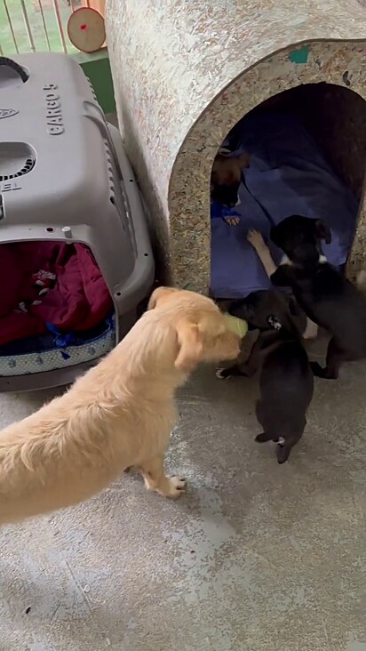 Os cachorros adultos não conseguiram educar os filhotes.