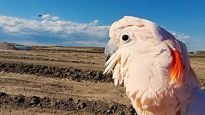 Max é uma cacatua de 30 anos de idade.