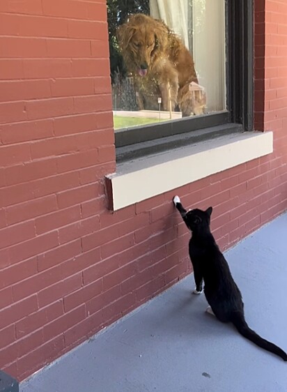 O gatinho já chegou curioso com a presença de Maple.