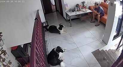 Os cães estavam deitados no chão, observando o lanche do tutor.