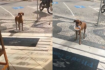 Cachorrinha caramelo vira freguesa de restaurante por buscar marmita todos os dias.