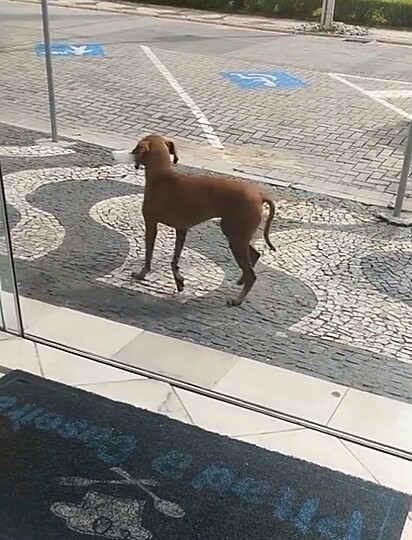 Caramela levando o almoço para casa.