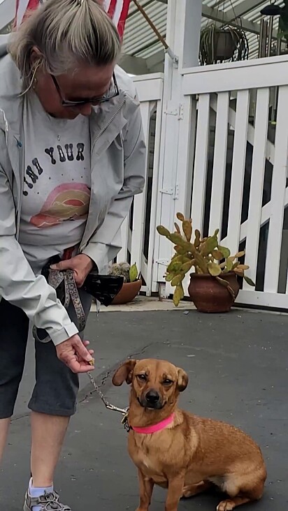 A cachorrinha conquistou uma tutora pouco após ser resgatada.