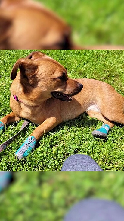 Hoje a cachorrinha é muito feliz e adora passeios em família pois sabe que não será abandonada.