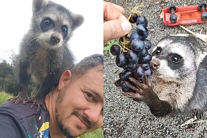 Conheça Pedro, o guaxinim que sempre visita proprietário rural que tratou seus ferimentos.