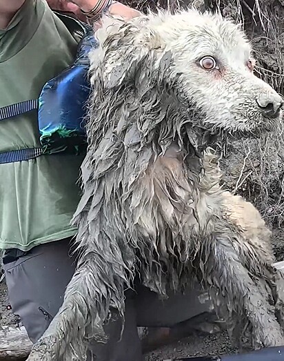 A cachorrinha estava fraca e mal conseguia ficar de pé.