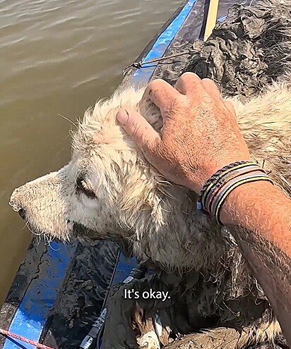 Tom colocou a cachorrinha na canoa e a levou rio abaixo em busca de ajuda.