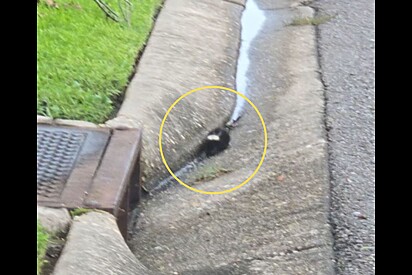 Menino vê caroço peludo em bueiro e corre chamar seus pais.