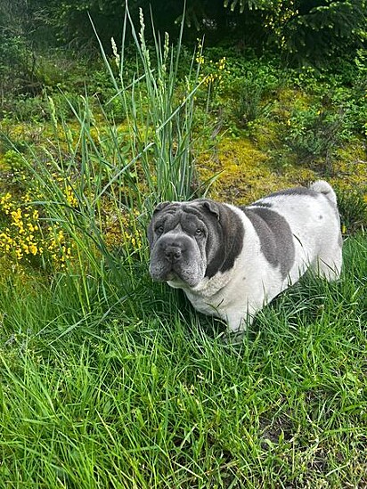 Cain é um shar-pei de 6 anos.