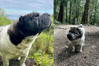 Cão shar-pei chama a atenção por semelhança incrível com mini-hipopótamo.